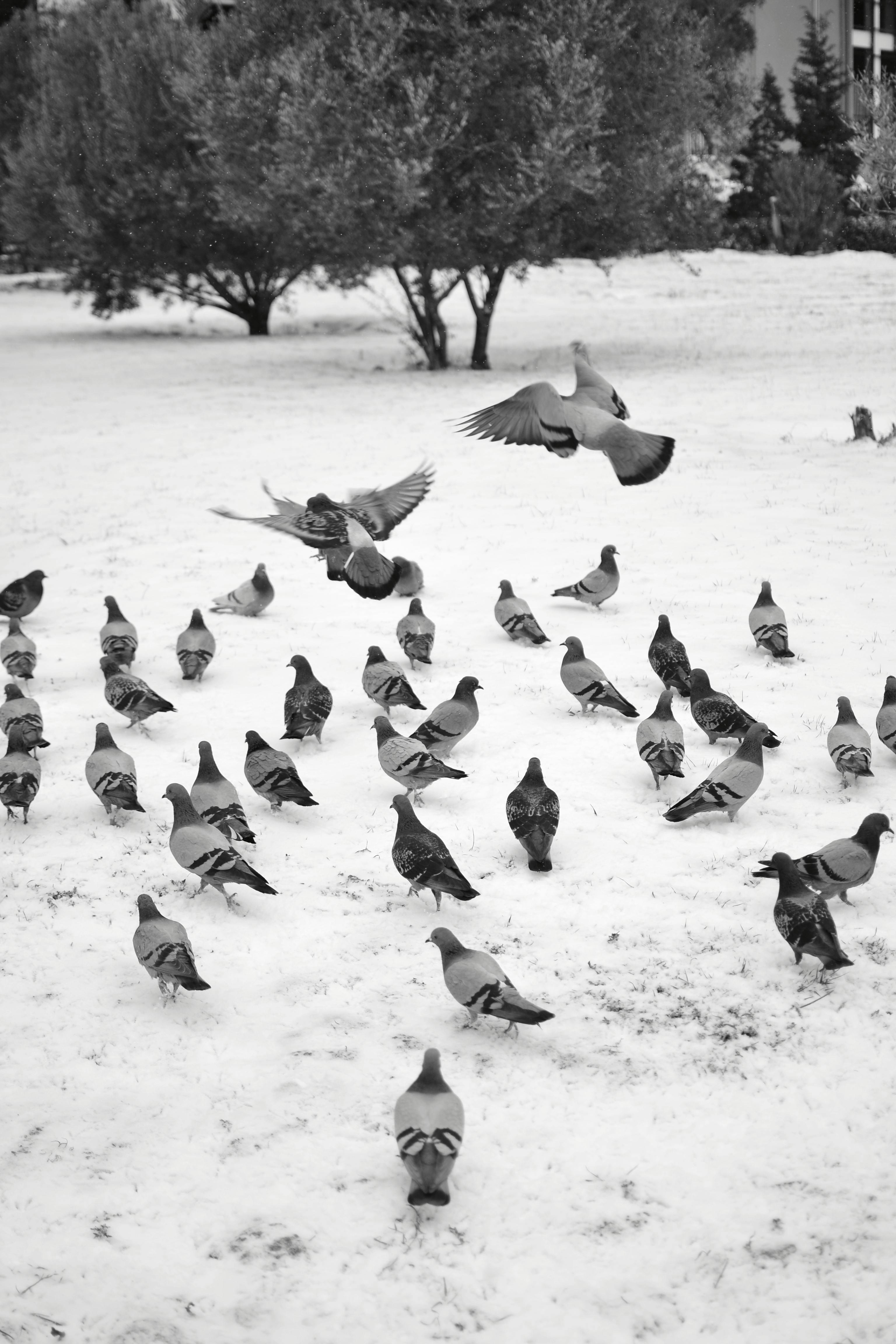 A serene scene of pigeons gathering on a snowy day in a park, captured in black and white.