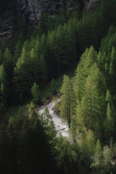 A tranquil stream flows through a dense green forest, creating a serene and natural landscape.