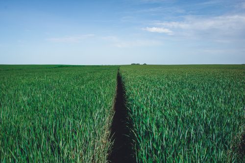 Free Expansive landscape of green crops under a vast blue sky, perfect for agricultural themes. Stock Photo