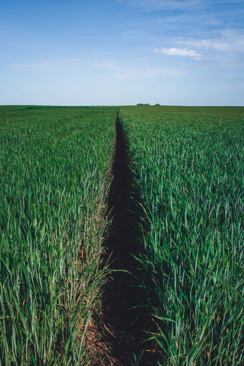 Free Lush green field under a vivid blue sky with a visible pathway leading to the horizon. Stock Photo
