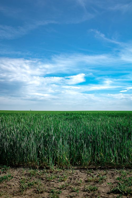 Free A wide expanse of green field beneath a vibrant blue sky with scattered clouds, capturing nature's calmness. Stock Photo