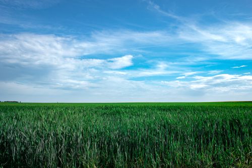 Free Expansive view of a green field meeting a vibrant blue sky with light clouds. Stock Photo