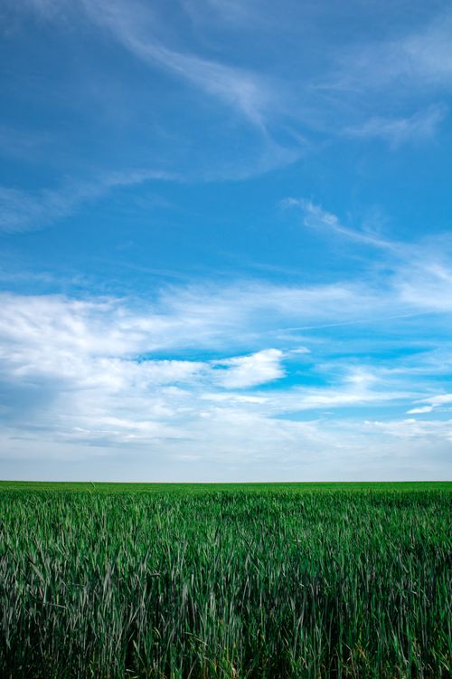 Free Captivating landscape of a lush green field stretching into a brilliant blue sky with wispy clouds. Stock Photo