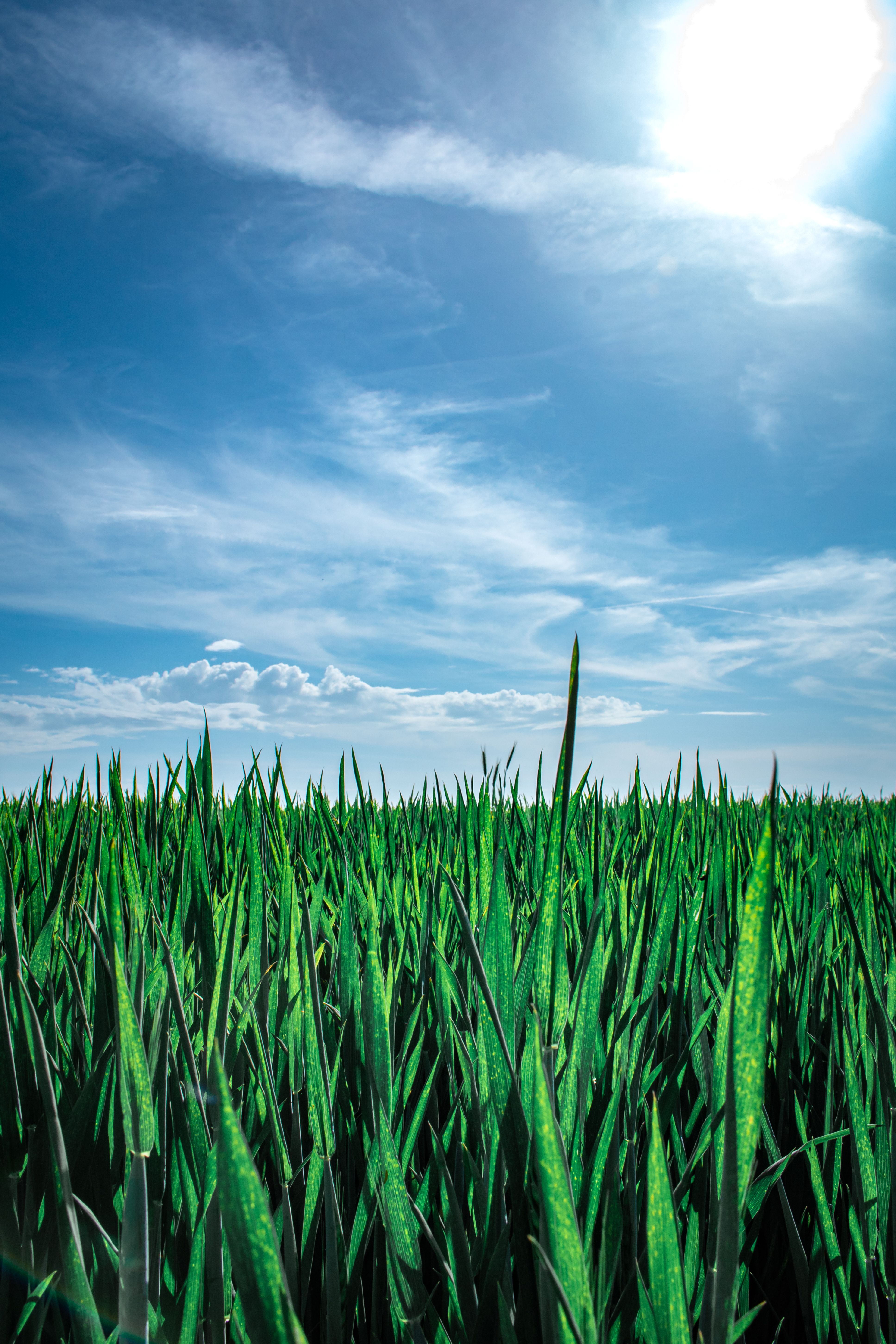 Lush Green Rice Field Under Clear Blue Sky · Free Stock Photo