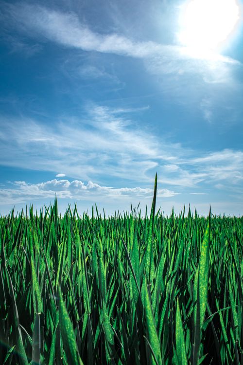 Lush Green Field Under Bright Blue Sky · Free Stock Photo