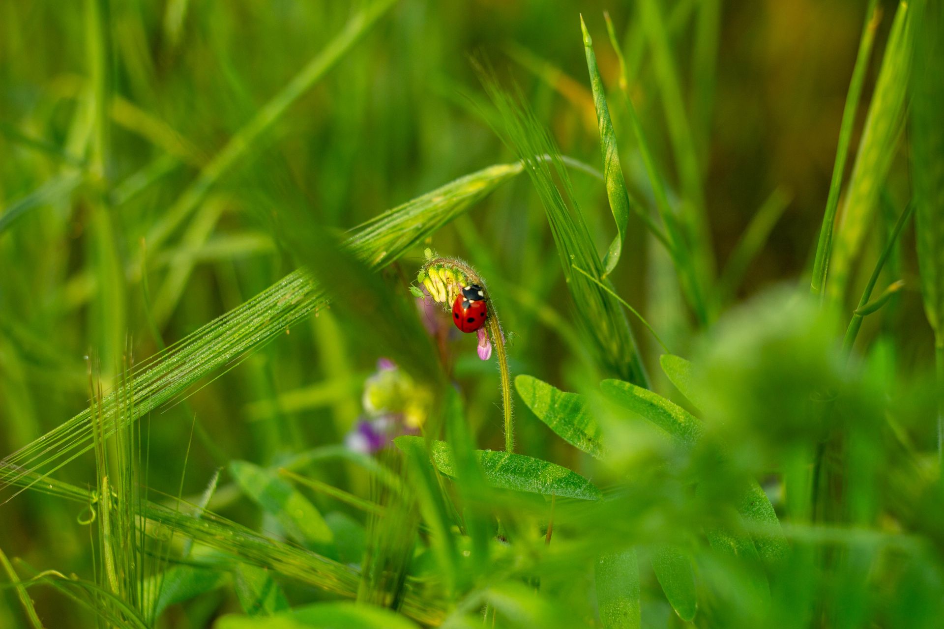 Close-up of a ladybug on a grass blade in a lush green meadow, showcasing natural beauty.