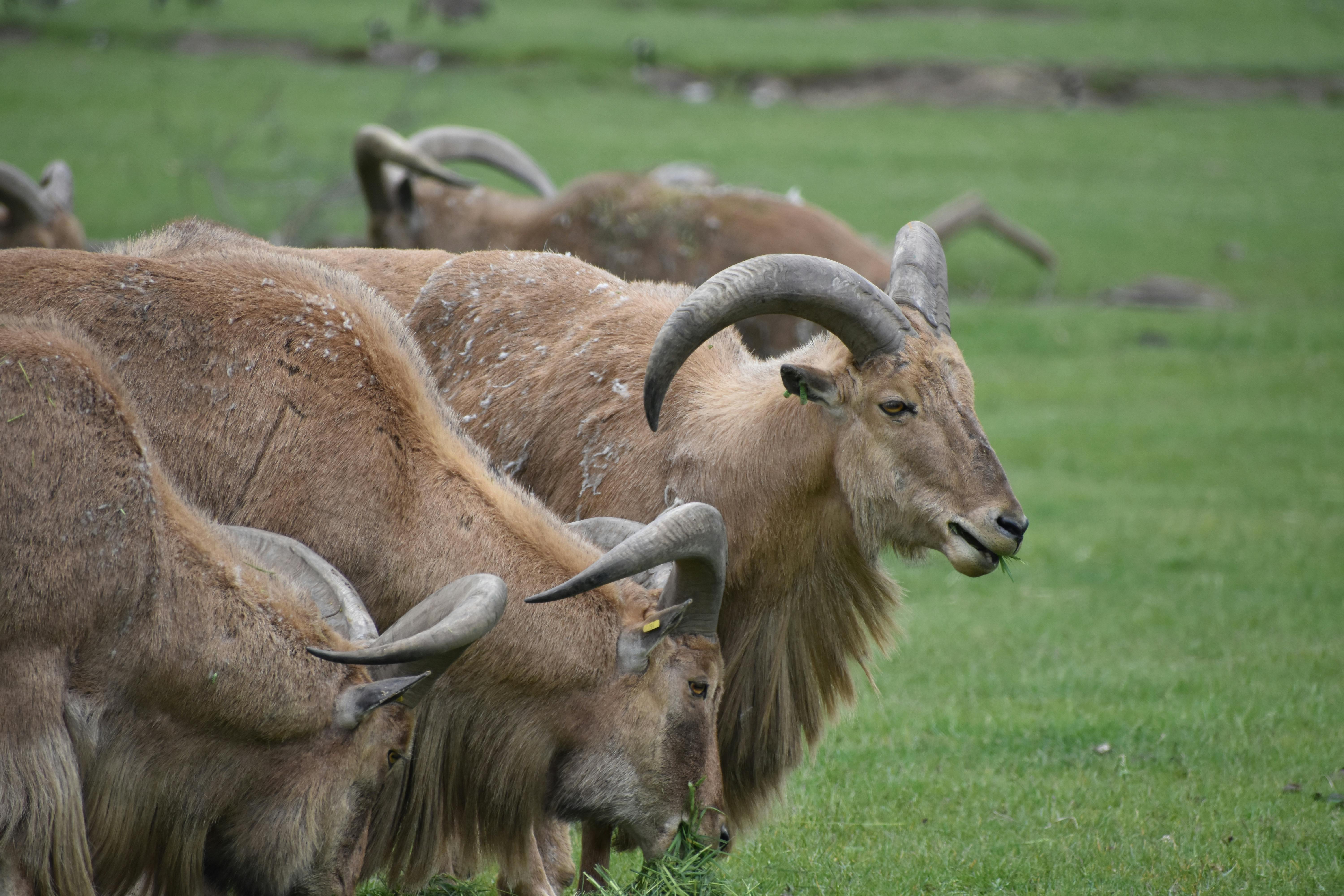 Gratuit Photos gratuites de afrique, ammotragus lervia, animaux Photos