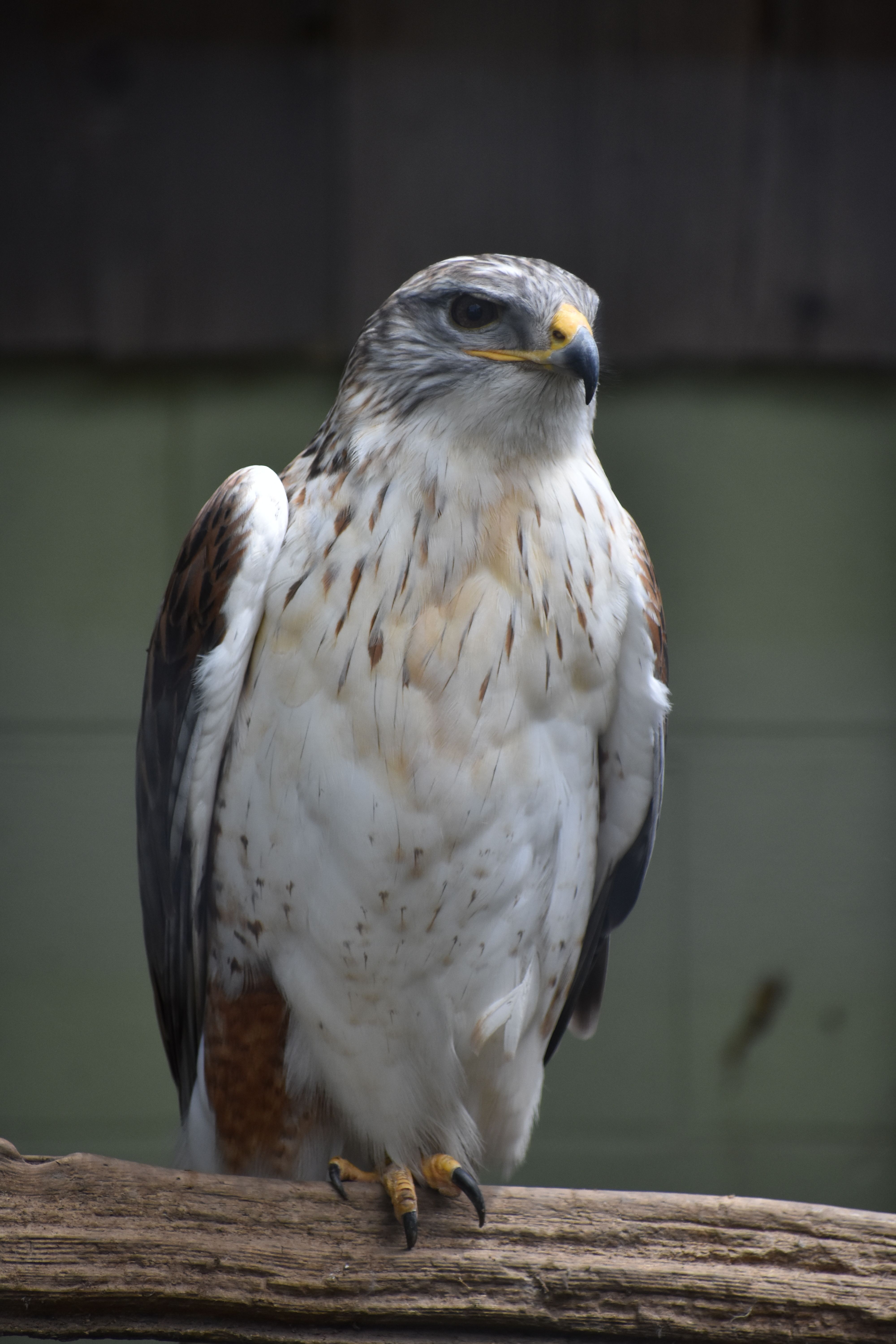 Close-up of a Ferruginous Hawk resting on a log, exhibiting its striking plumage.