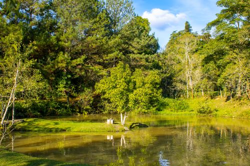 Free Tranquil pond surrounded by vibrant greenery and trees reflecting in the water. Stock Photo
