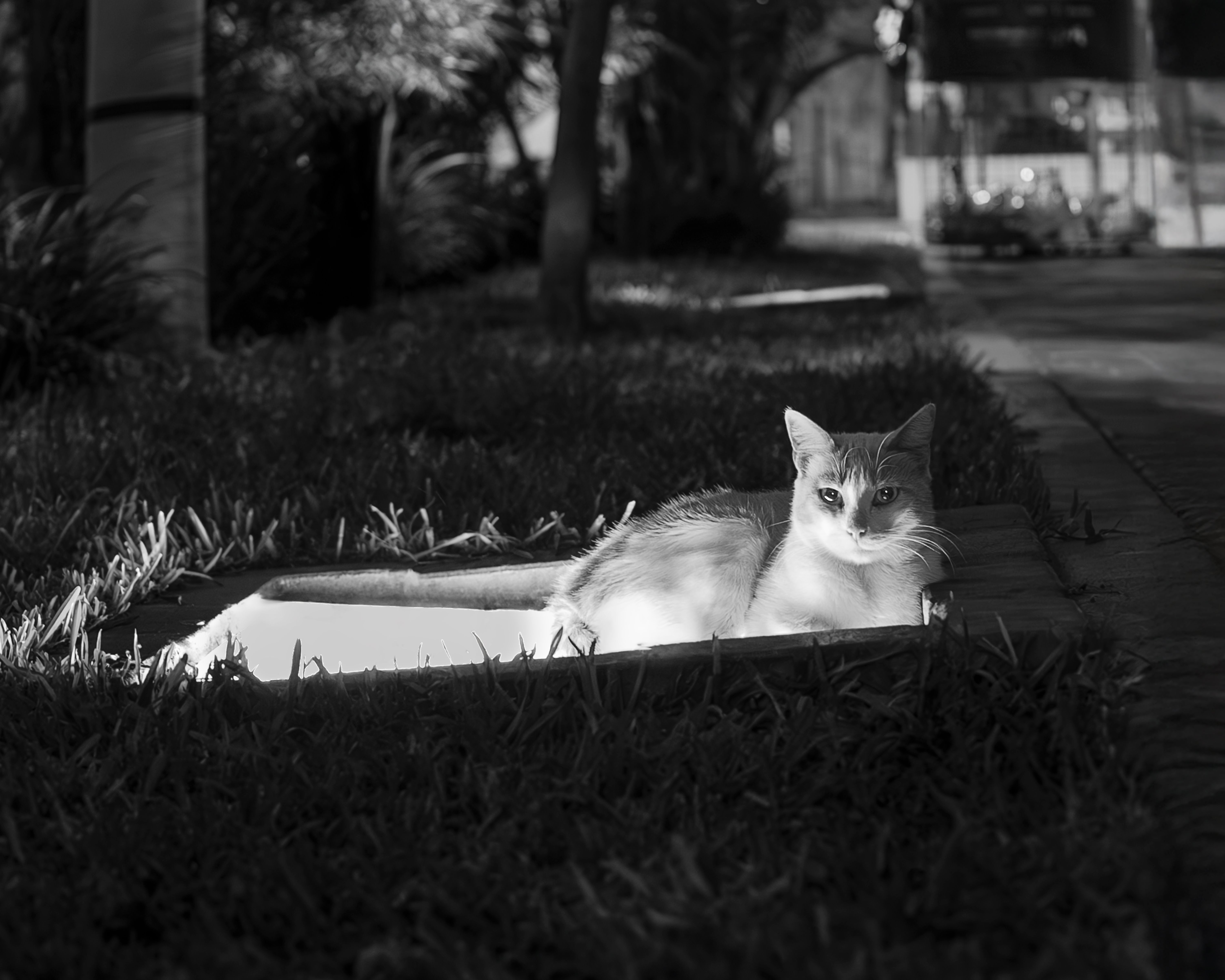 Black and White Street Cat in Lima, Peru · Free Stock Photo