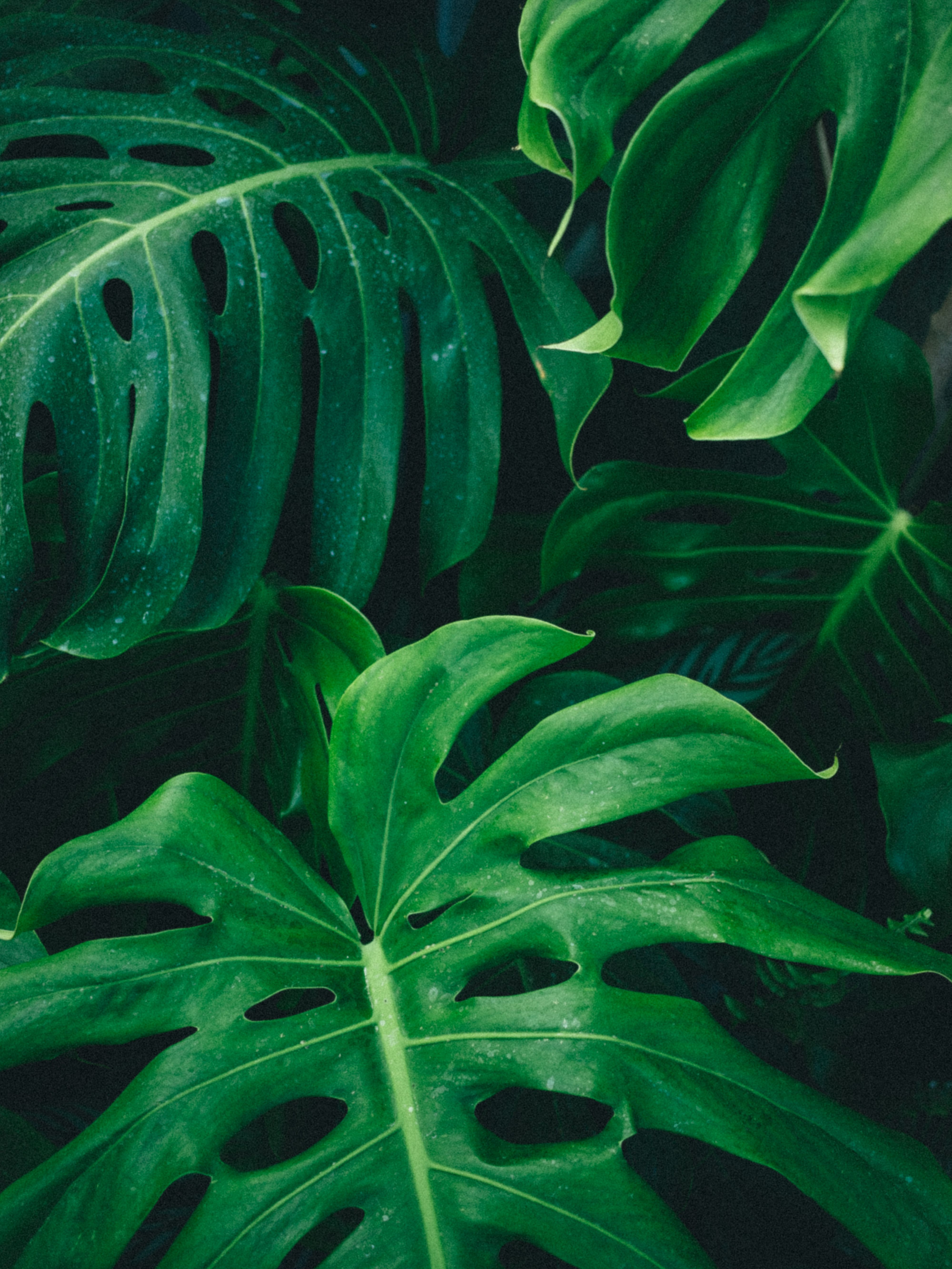 philodendron florida beauty kaufen Philodendron Florida Beauty