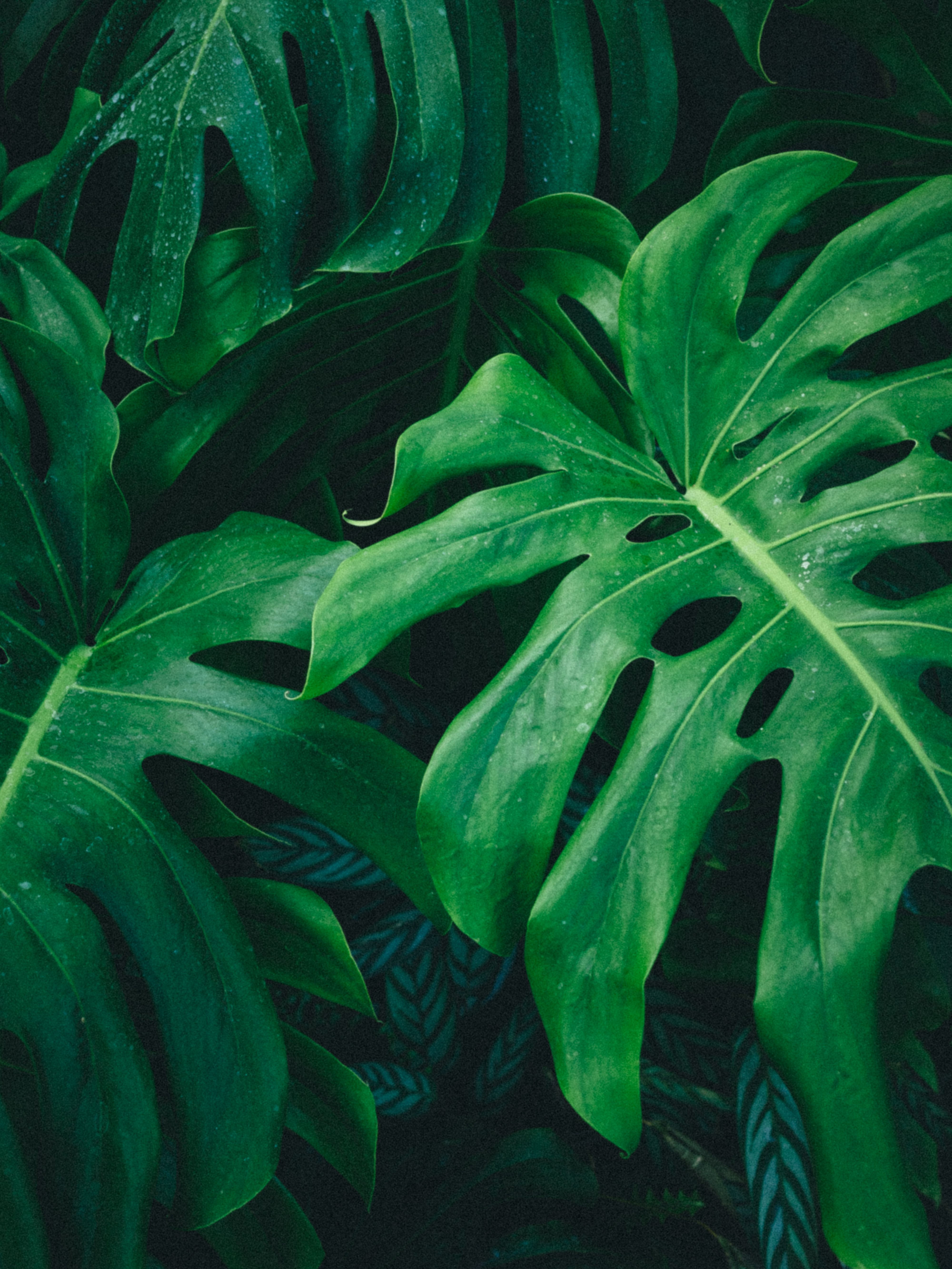 Vibrant close-up of tropical monstera leaves highlighting natural beauty and texture. vibrant, close, tropical