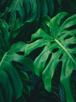 Vibrant close-up of tropical monstera leaves highlighting natural beauty and texture. vibrant, close, tropical