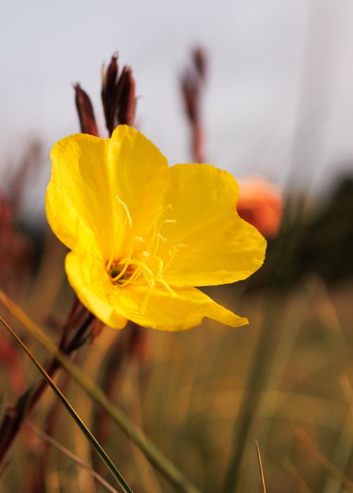 Free Vibrant yellow evening primrose flower in a sunlit meadow, showcasing natural beauty. Stock Photo