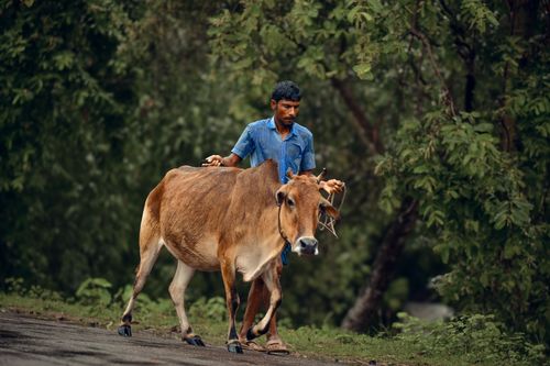 Free A farmer in Bangladesh leading a cow through lush greenery, showcasing rural life. Stock Photo