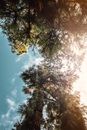 Green and Brown Tree Under Blue Sky
