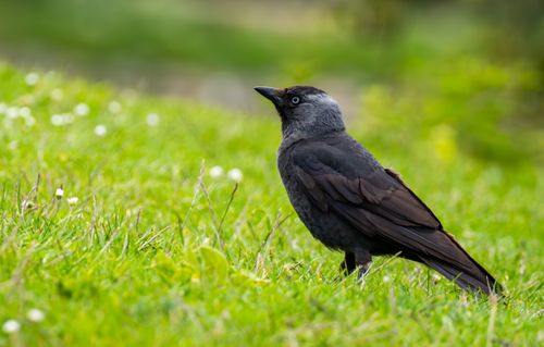 Free Close-up of a Eurasian Jackdaw on vibrant green grass in Malmö, showcasing its detailed plumage. Stock Photo