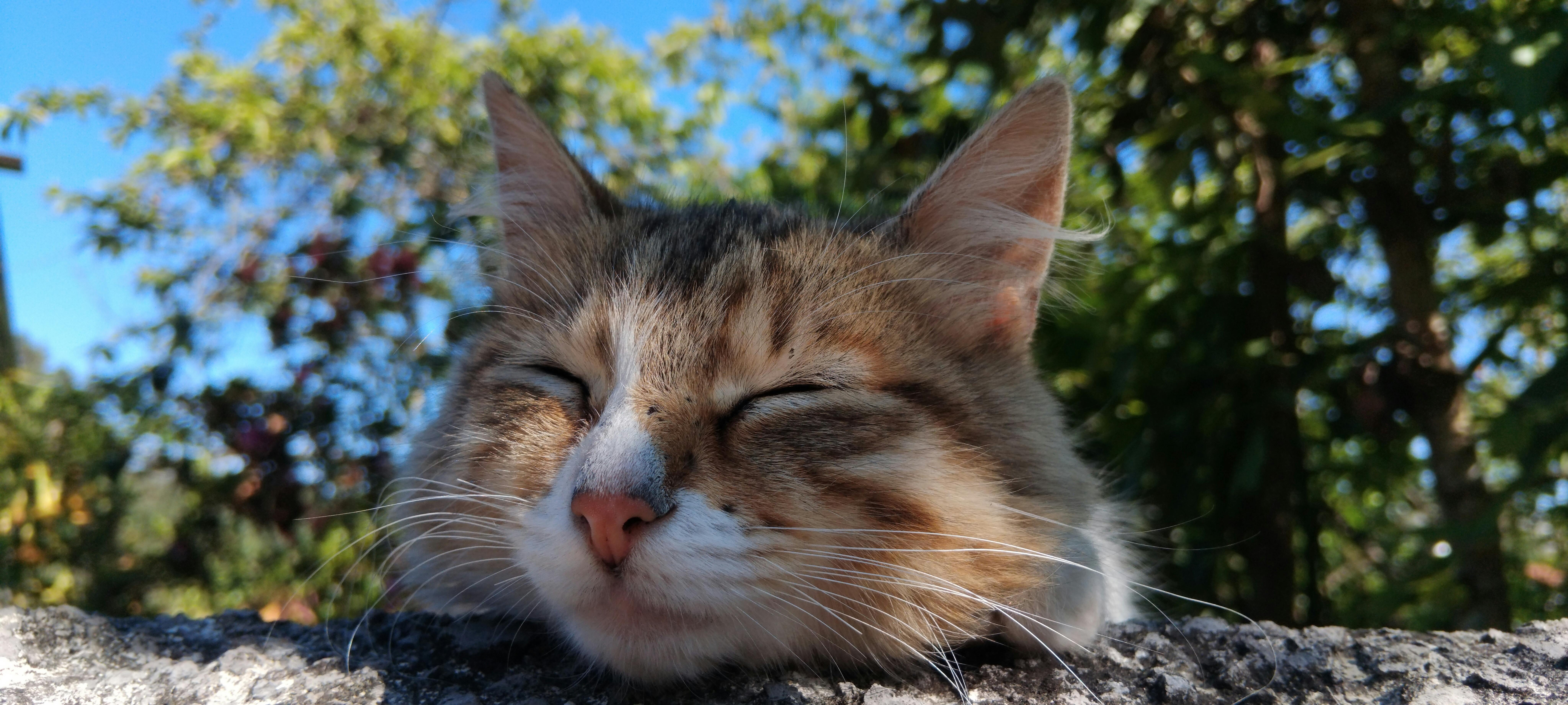 pexels-photo-32391454.jpeg?auto=compress&cs=tinysrgb&h=650&w=940