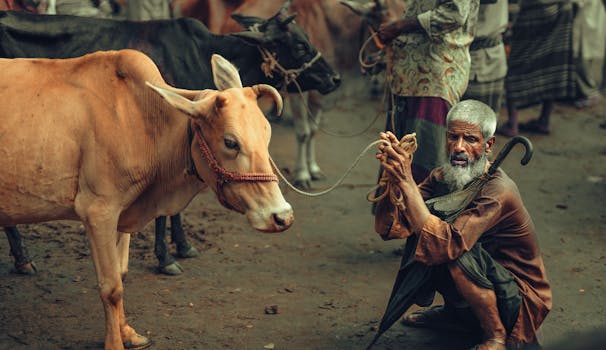 An elderly man crouches beside a cow in an outdoor market, showcasing rural trade and traditions.