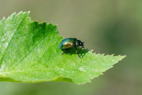 Free A detailed capture of a green leaf beetle resting on a leaf, showcasing its vibrant color and texture. Stock Photo