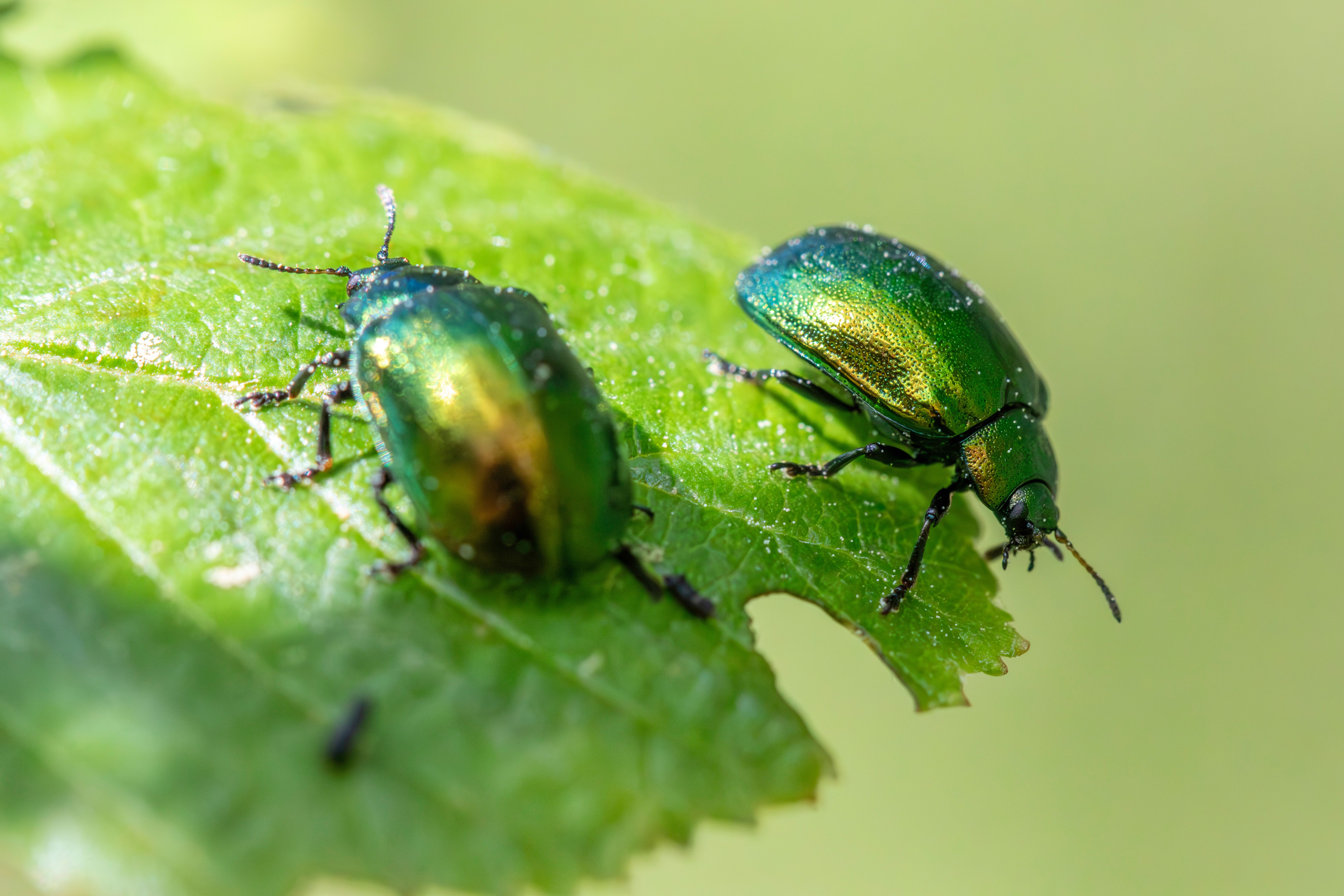 Macro shot of iridescent green leaf beetles on a leaf, highlighting their metallic sheen and natural habitat.