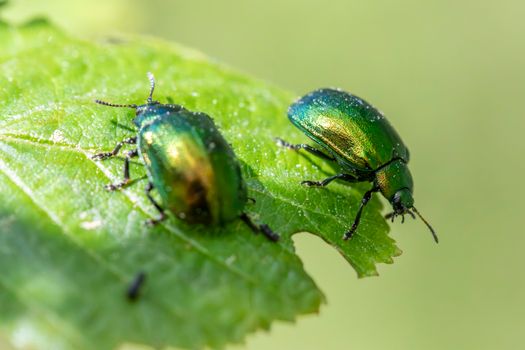iridescent green beetle