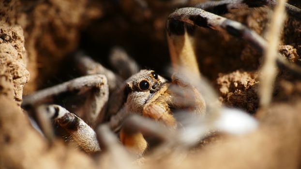 Macro image of a tarantula in its habitat, capturing fine details and earthy tones.