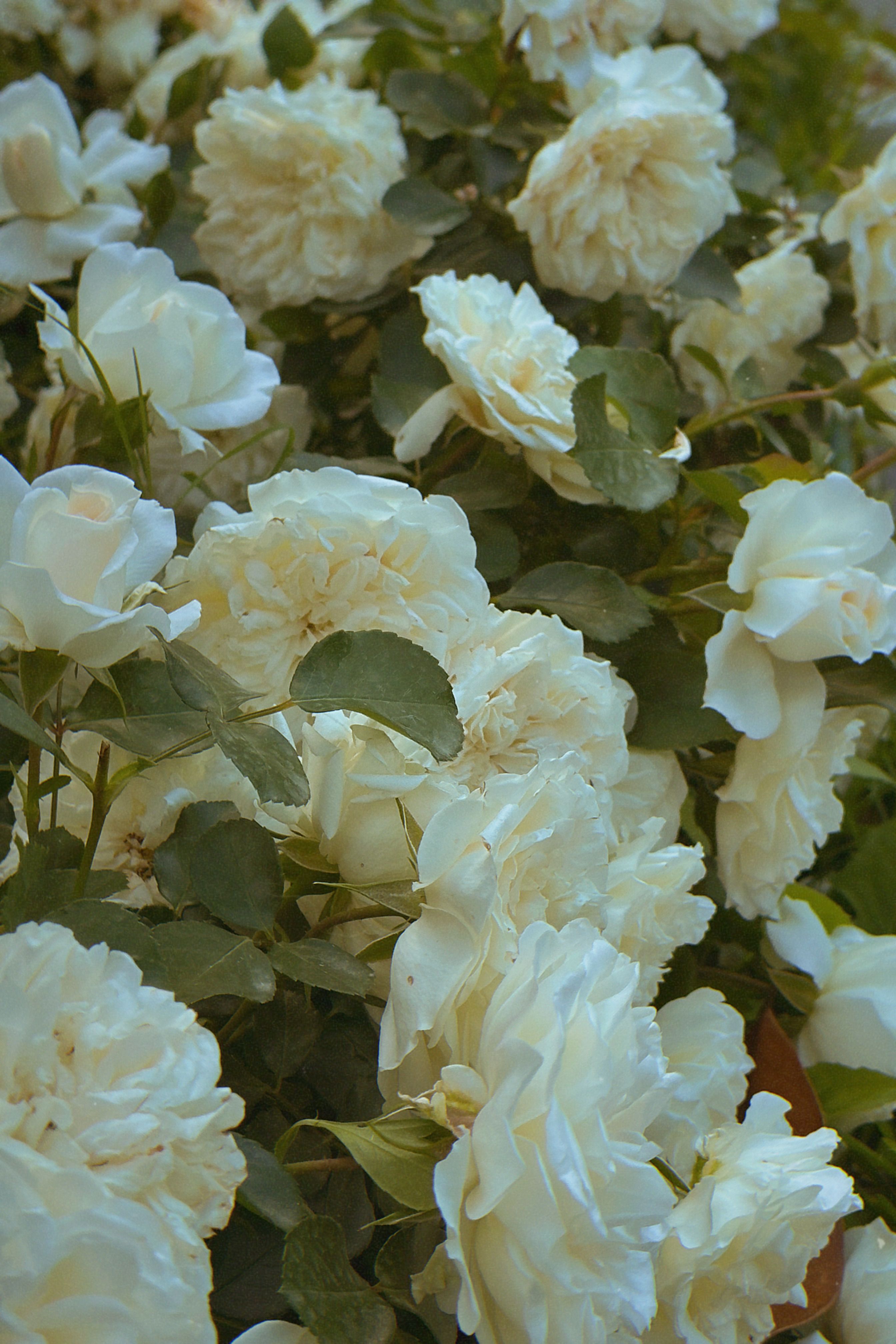 Close-up of Lush White Roses in Bloom · Free Stock Photo