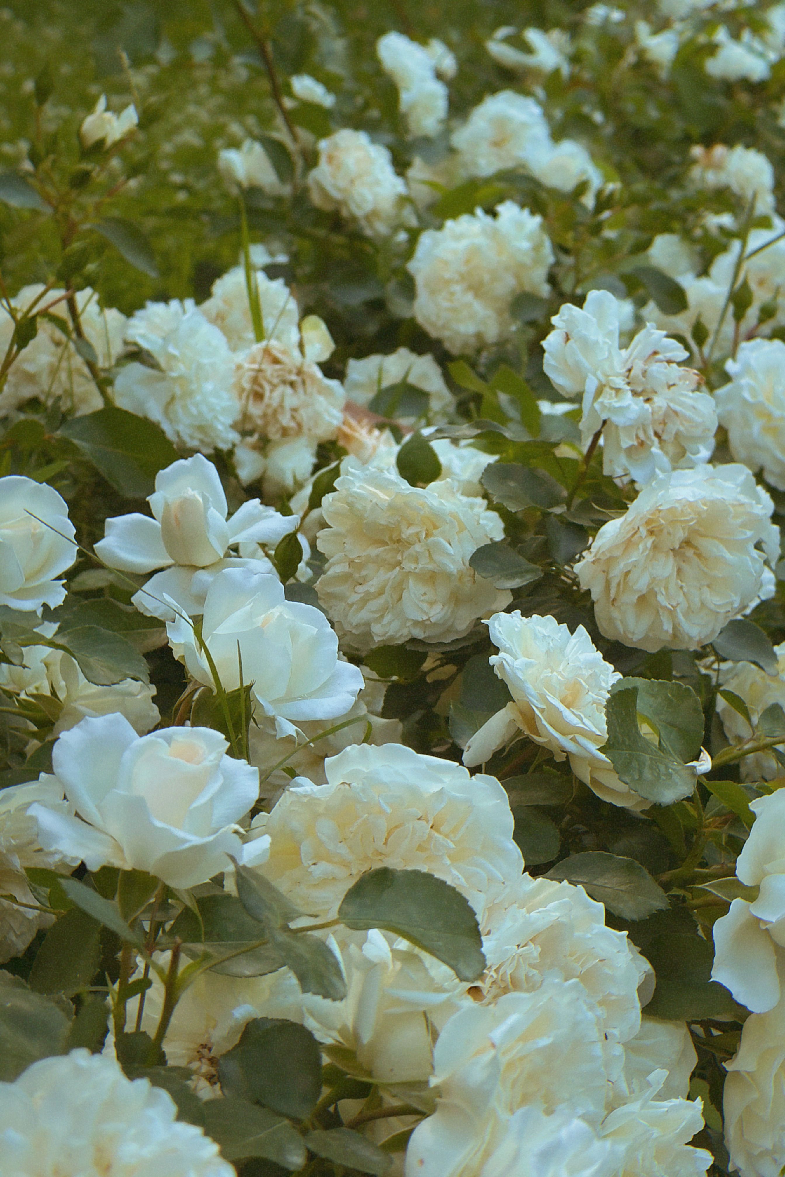 Lush White Roses in Full Bloom Garden · Free Stock Photo