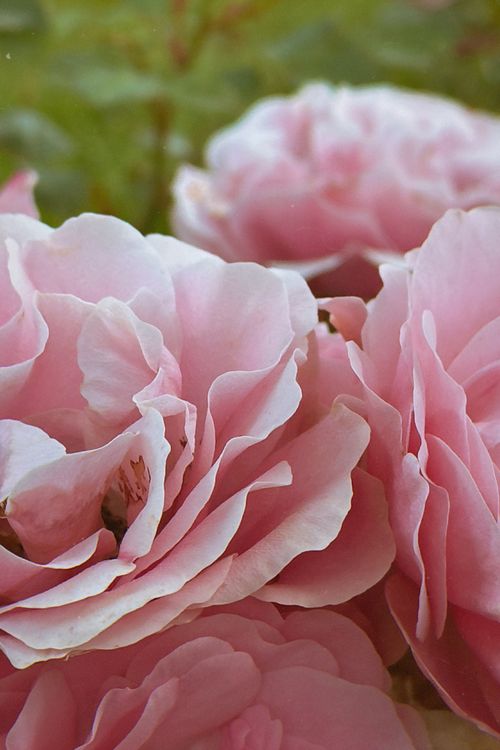 Free Beautiful close-up of blooming pink roses with soft petals and green background. Stock Photo
