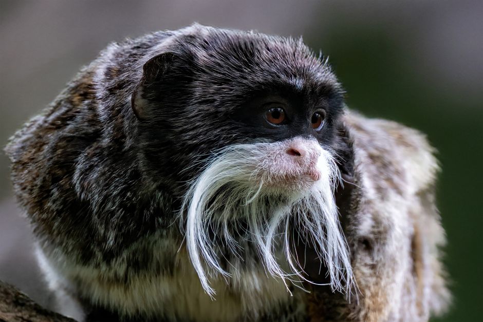 Avantages et inconvénients de vivre à Tamarin, Île Maurice