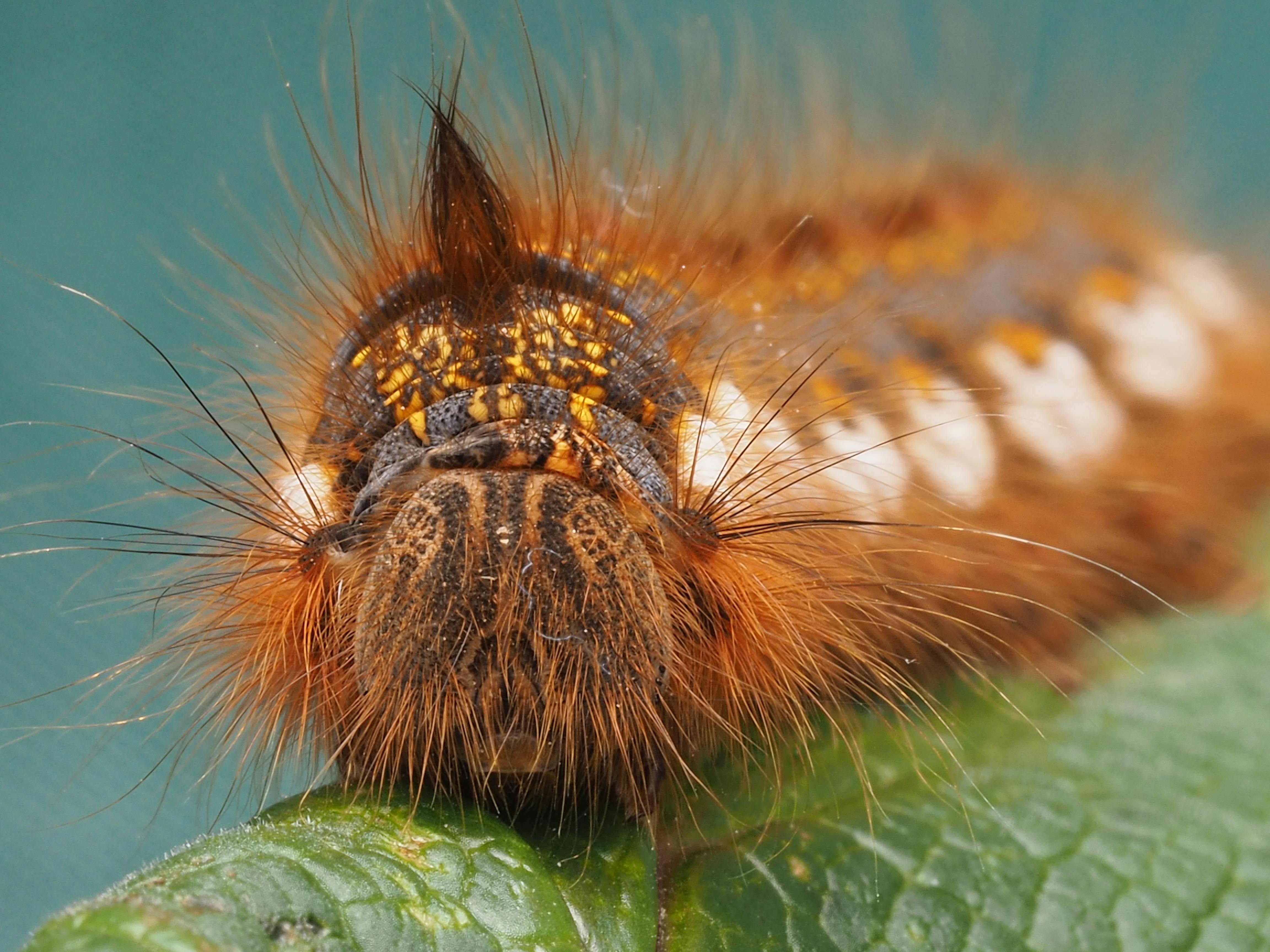 Macro shot of a vibrant, hairy caterpillar resting on a green leaf.