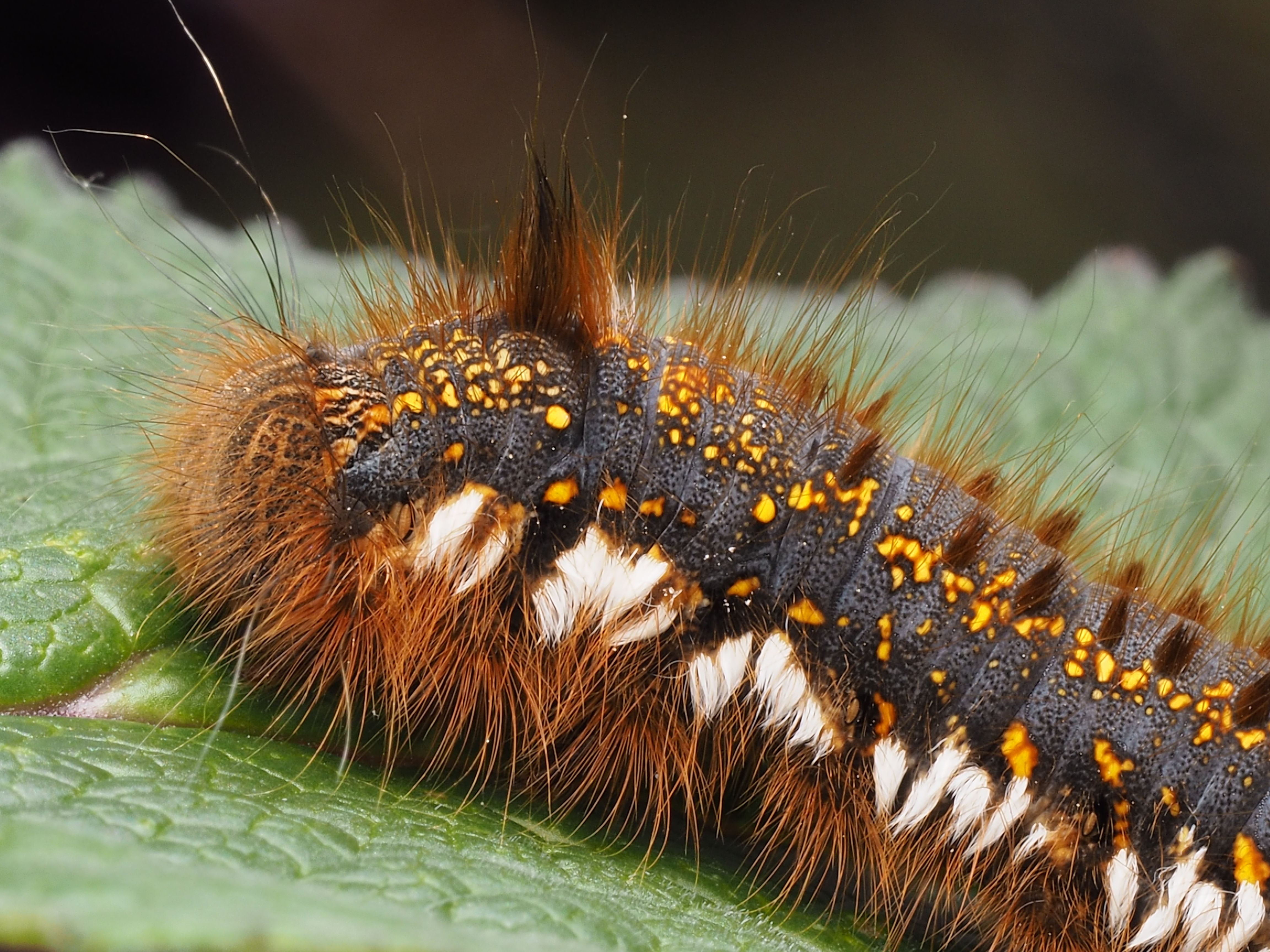 Macro shot of a vibrant hairy caterpillar resting on a green leaf.