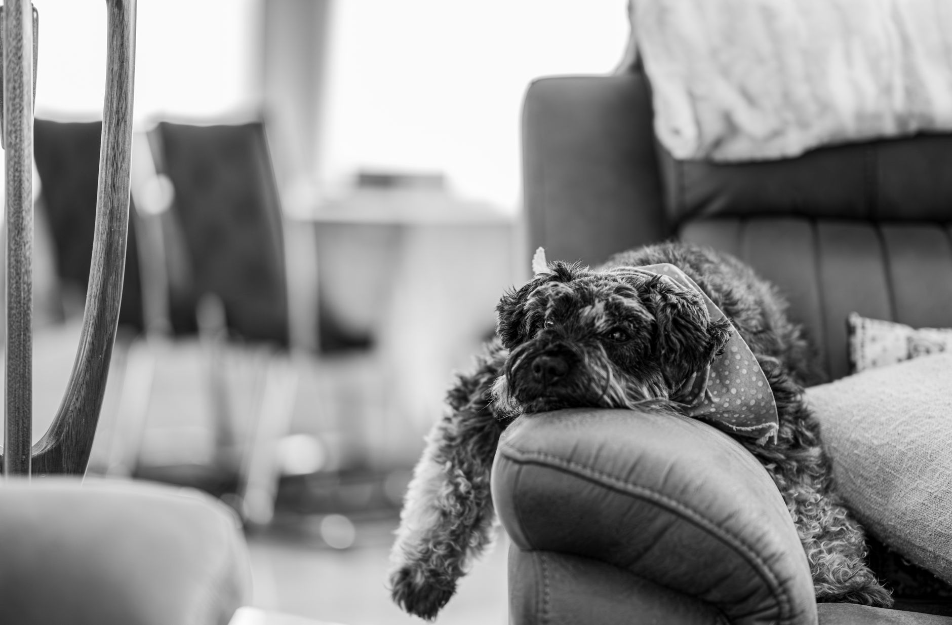 calm dog resting indoor living room