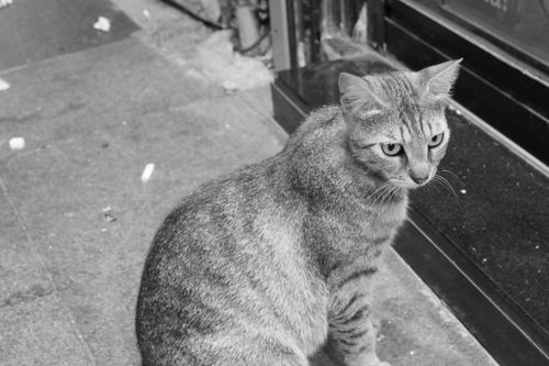 Free Monochrome image of a stray cat sitting on an Istanbul street, showcasing sharp details and textures. Stock Photo