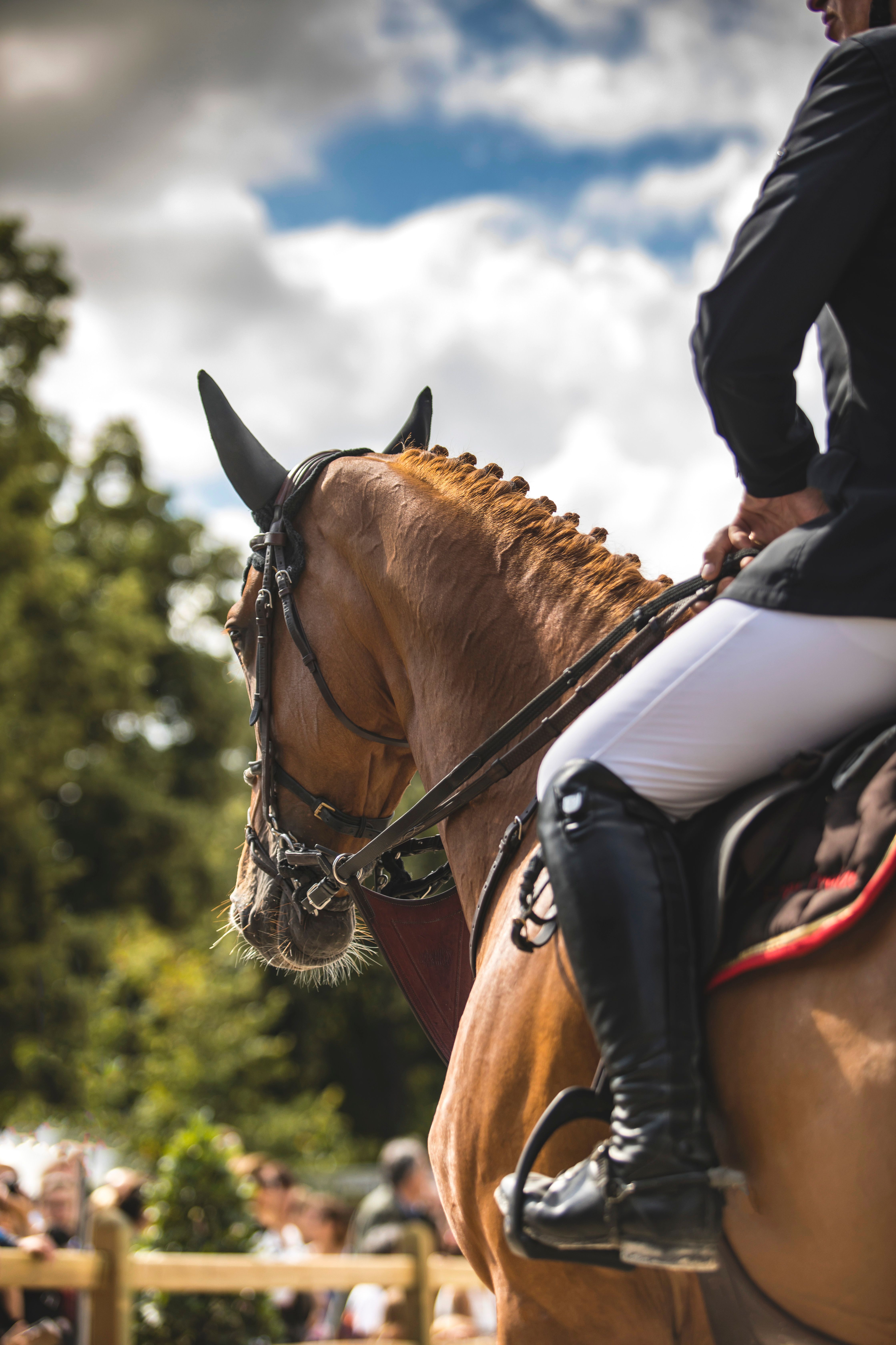 Equestrian Rider on Horseback in Competition · Free Stock Photo