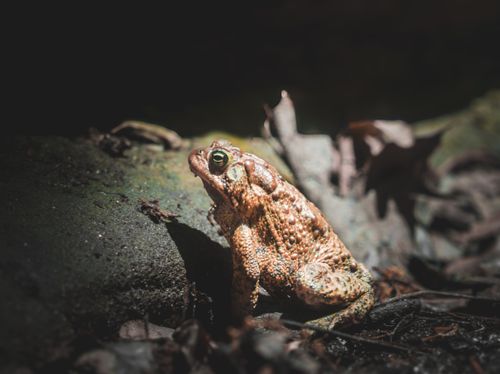 Free A detailed close-up of a toad sitting on the forest floor, captured in natural lighting. Stock Photo