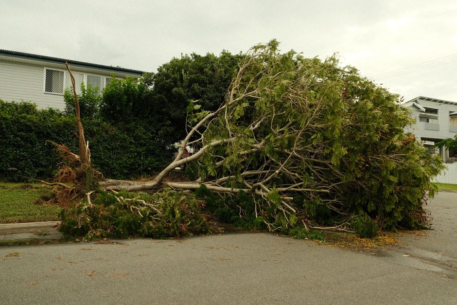 Large tree uprooted and lying across a street after a severe storm