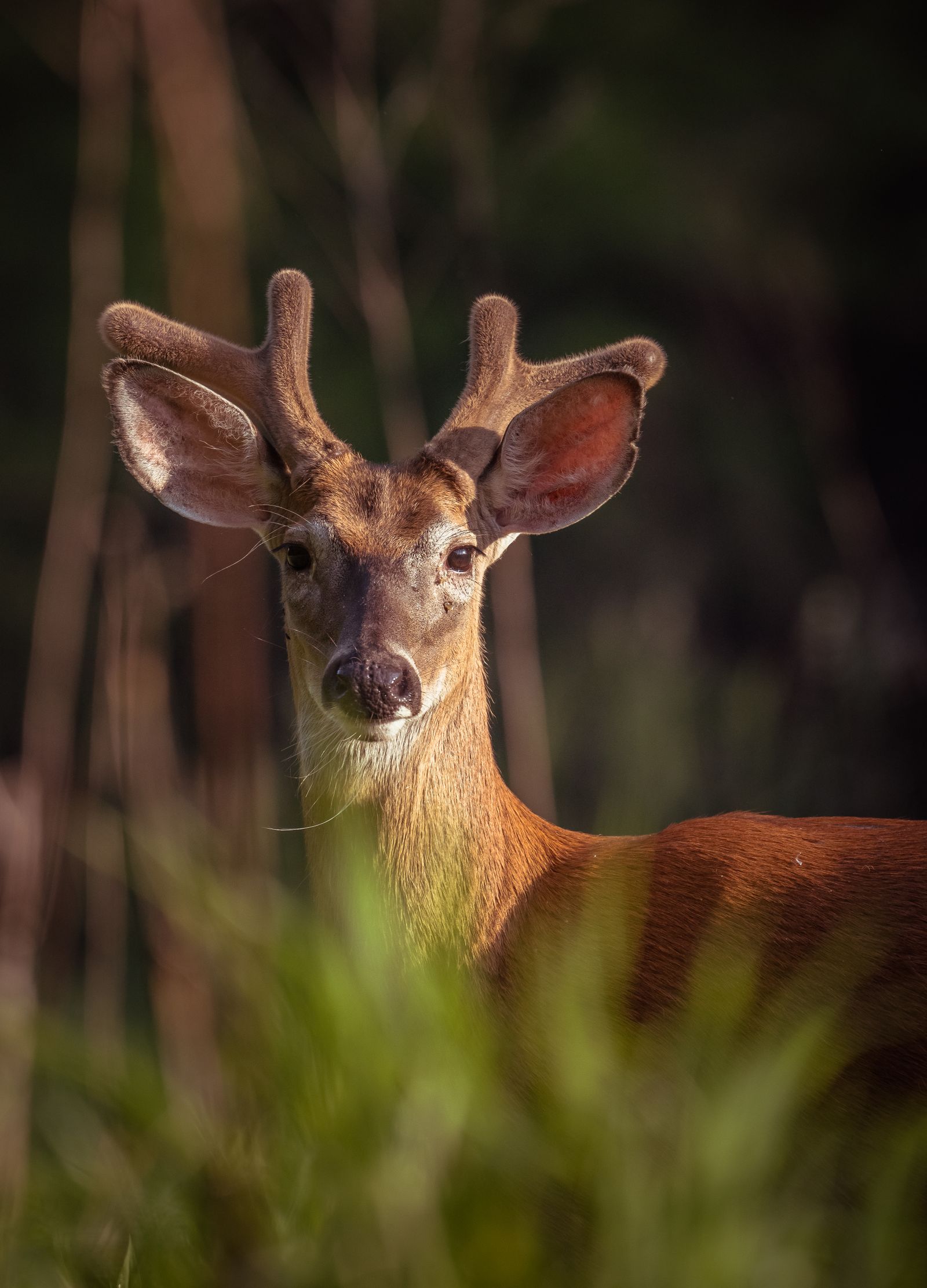 Deer. Photos, Download The BEST Free Deer. Stock Photos & HD Images