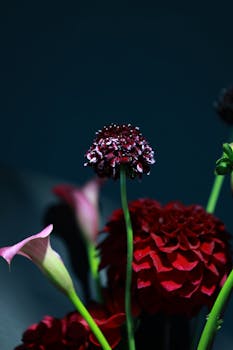Rich red and pink flowers elegantly set against a dark backdrop, creating a dramatic effect.