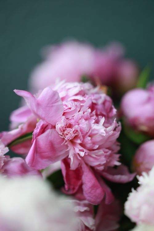 Free Vibrant pink peonies in full bloom, showcasing delicate petals and lush texture. Stock Photo
