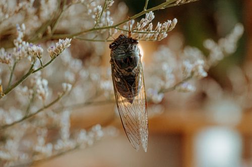 Free Macro shot of a cicada clinging to white blossoms, highlighting intricate details. Stock Photo