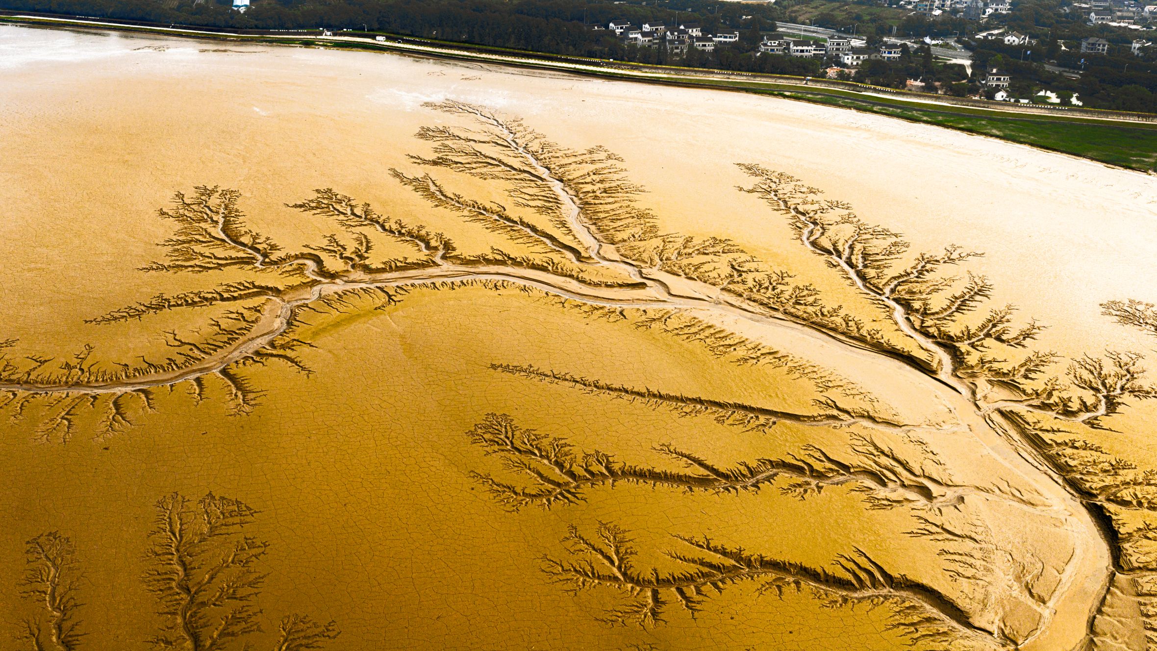 Aerial photo of a mudflat showing intricate natural patterns resembling tree branches.