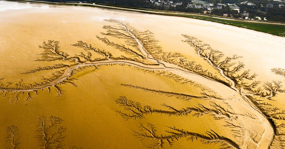 Aerial photo of a mudflat showing intricate natural patterns resembling tree branches.