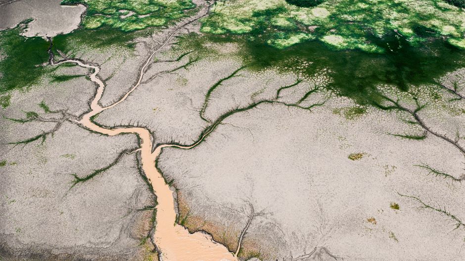 Aerial shot showcasing a river delta surrounded by vibrant greenery and algae.