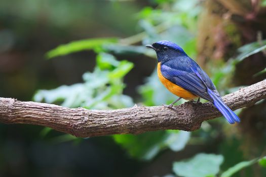 bird photo