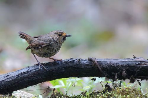 Free A European Robin perched on a branch in a natural outdoor setting. Stock Photo