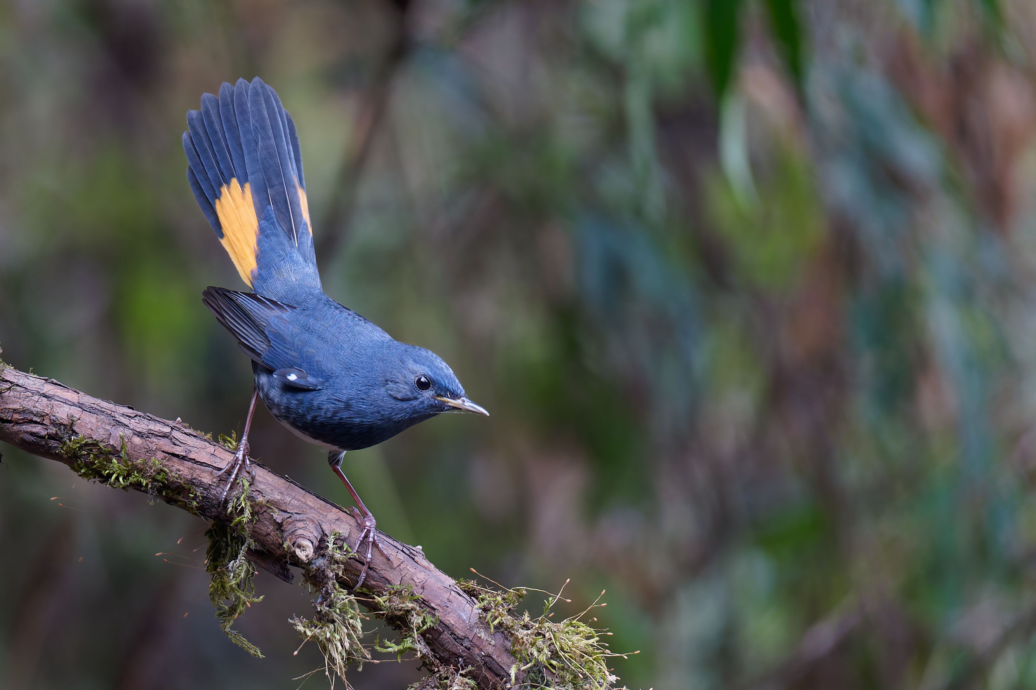 Blue Bird Perched on Mossy Branch in Forest · Free Stock Photo