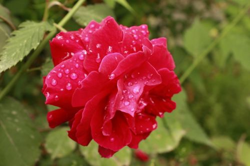 Free Vibrant red rose with dewdrops in a lush garden, captured outdoors. Stock Photo