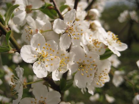 Beautiful white cherry blossoms in full bloom captured in springtime.